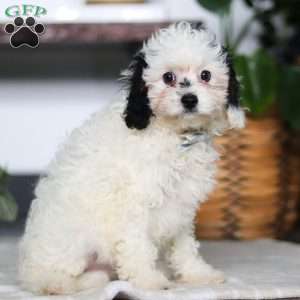 Jordan, Cavapoo Puppy